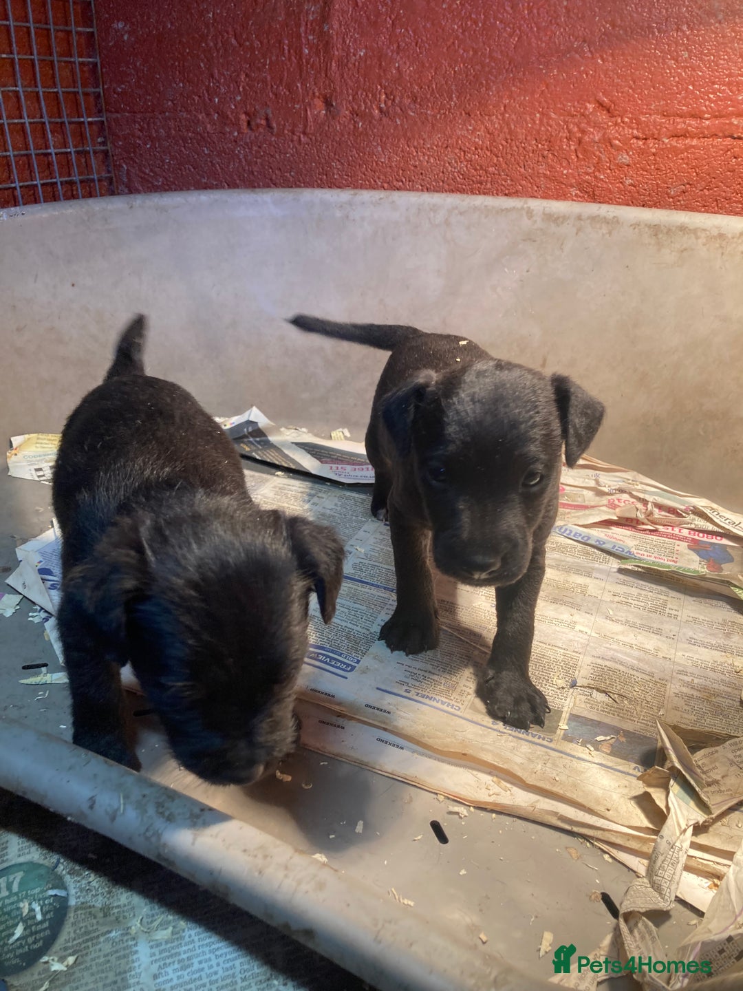 Patterdale Terrier dogs for sale: Working bred pups for sale  - Advert 5