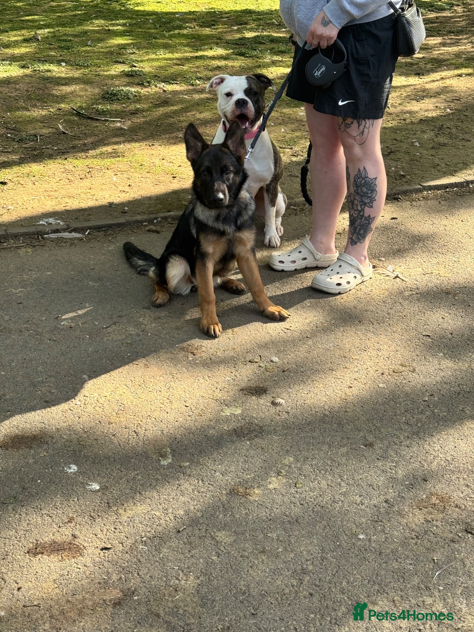 German Shepherd dogs German shepherd puppy female  - Advert 3