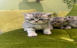 Scottish Fold cats for sale: Scottish straights  - Image 8