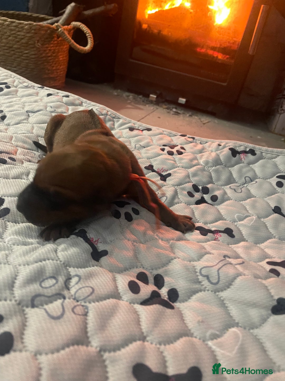 Rhodesian Ridgeback dogs for sale: Beautiful Rhodesian Ridgeback pups - Advert 24