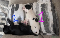 Mixed Breed dogs for sale: Cocker Jack Puppies - Image 11