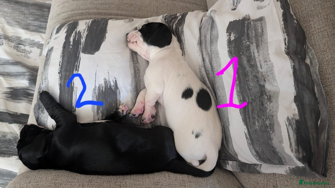 Mixed Breed dogs for sale: Cocker Jack Puppies - Image 11