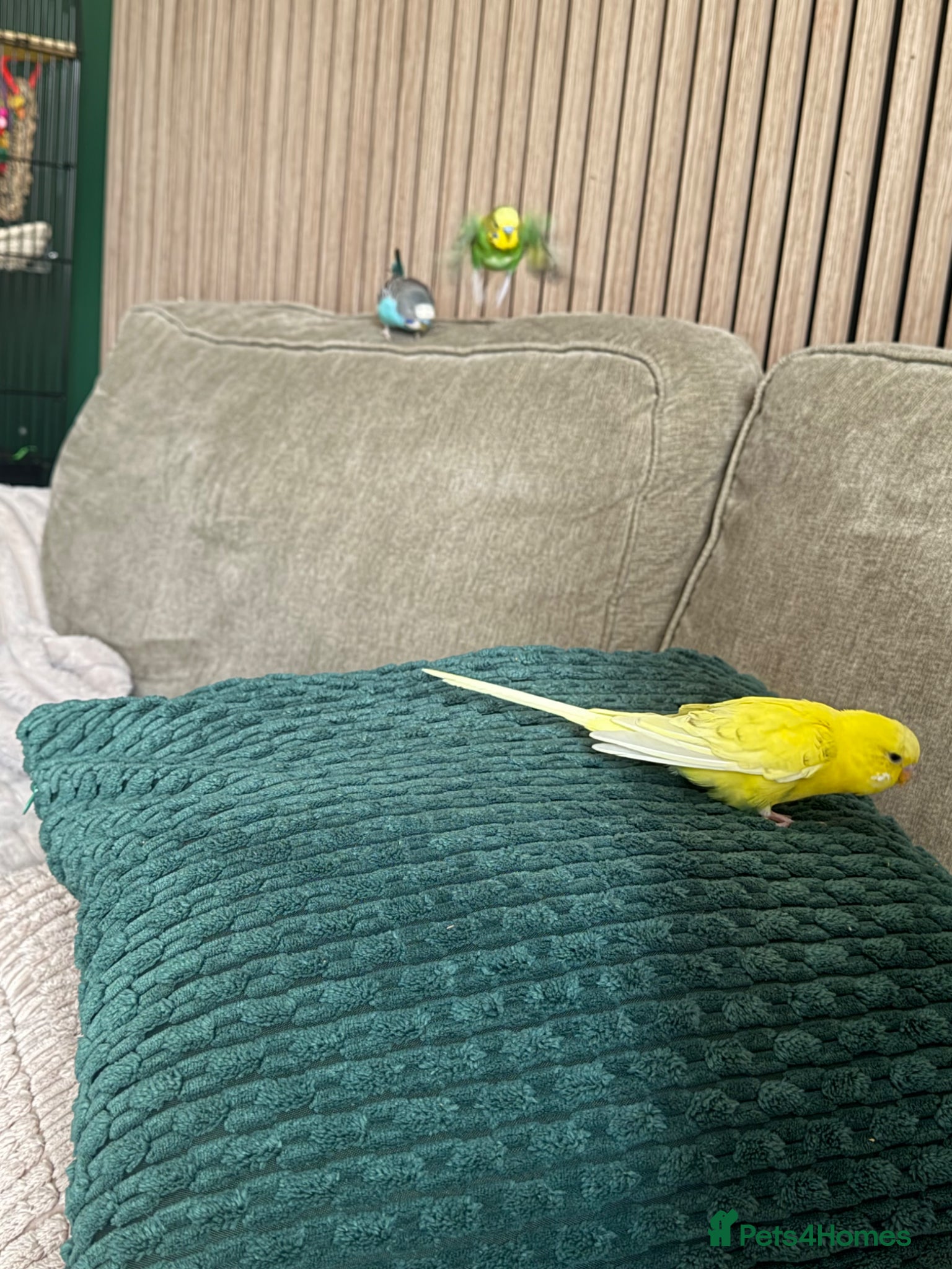 Budgerigars birds 4 friendly 2 male 2 female budgies babies - Advert 8