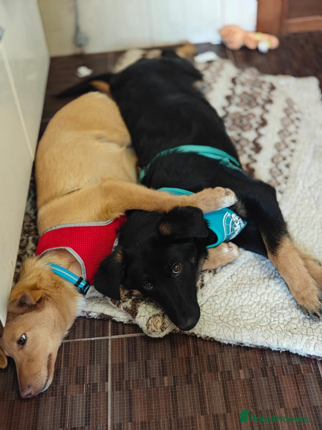 Mixed Breed dogs for adoption: ❤️Hope&Joy — two 7(8) months small sisters❤️ - Advert 6