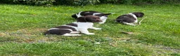English Springer Spaniel dogs for sale: Ready Now!!! KC reg Springer Spaniel BOYS - Advert 8