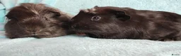 Guinea Pig rodents for sale: Cute pair of boys guinea pigs ready now  - Advert 6