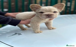 French Bulldog dogs for sale: Visual Fluffy 🧶 New Shade Frenchies 💎  - Image 6