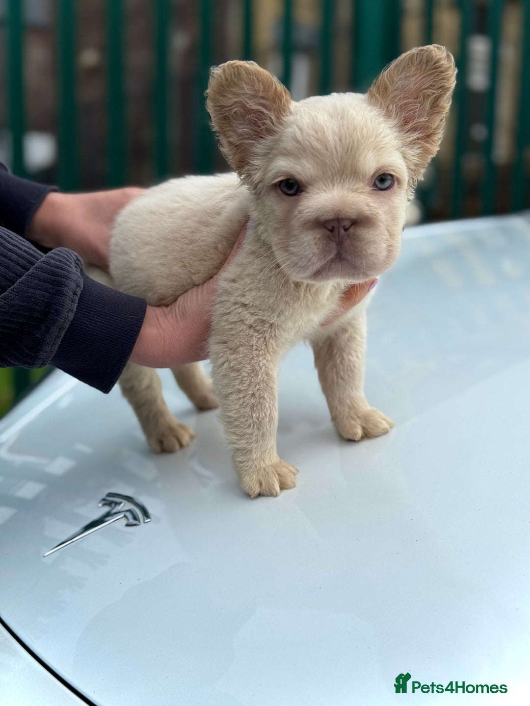 French Bulldog dogs for sale: Visual Fluffy 🧶 New Shade Frenchies 💎  - Image 6
