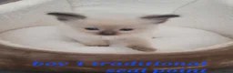 Ragdoll cats for sale: 5 Ragdoll kittens available 27/7/26 - Advert 3