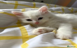Mixed Breed cats for sale: White fluffy kittens for sale  - Image 3
