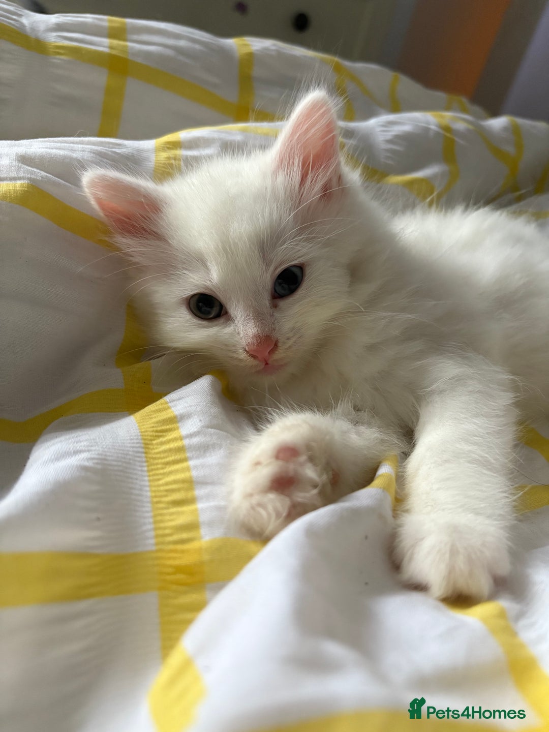 Mixed Breed cats for sale: White fluffy kittens for sale  - Image 3