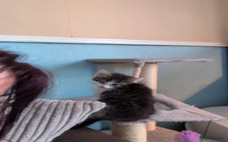 British Longhair cats for sale: Two kittens brother and sister  - Image 4