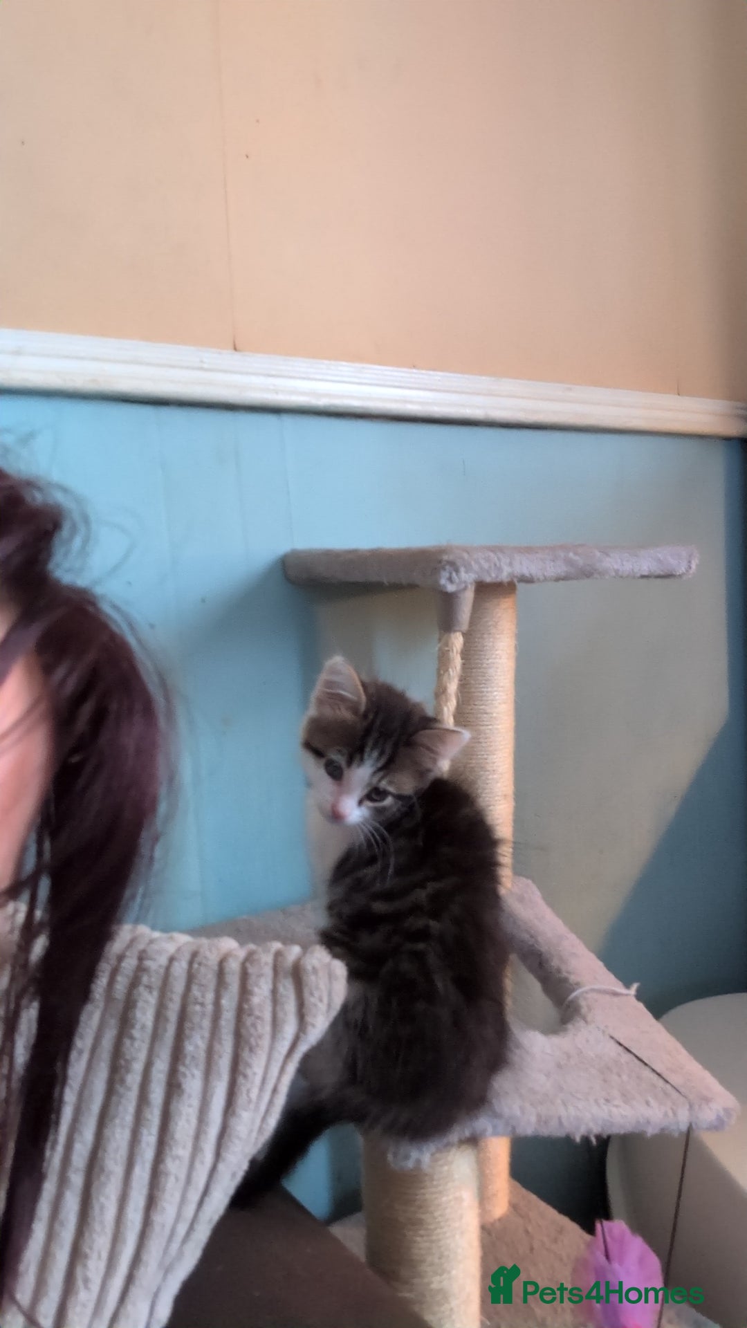 British Longhair cats for sale: Two kittens brother and sister  - Image 4