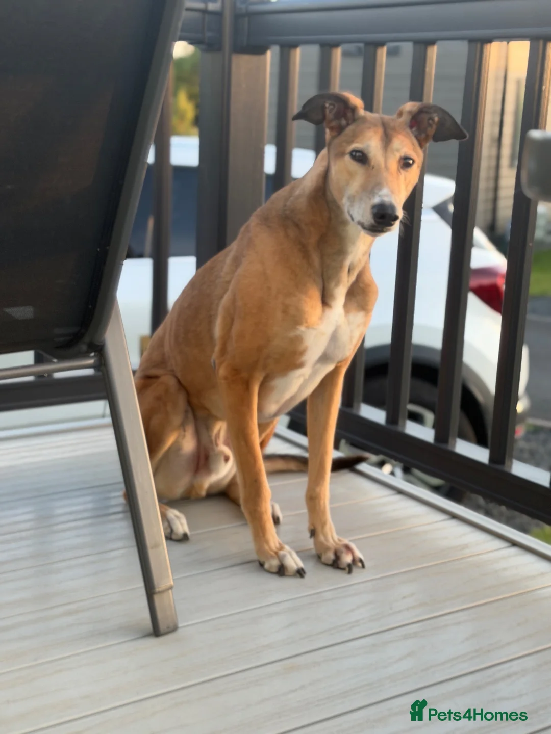 Lurcher dogs for sale: Male Lurcher for good home! in Chester-le-Street - Advert 4