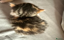 Mixed Breed cats for sale: Kittens  - Image 4
