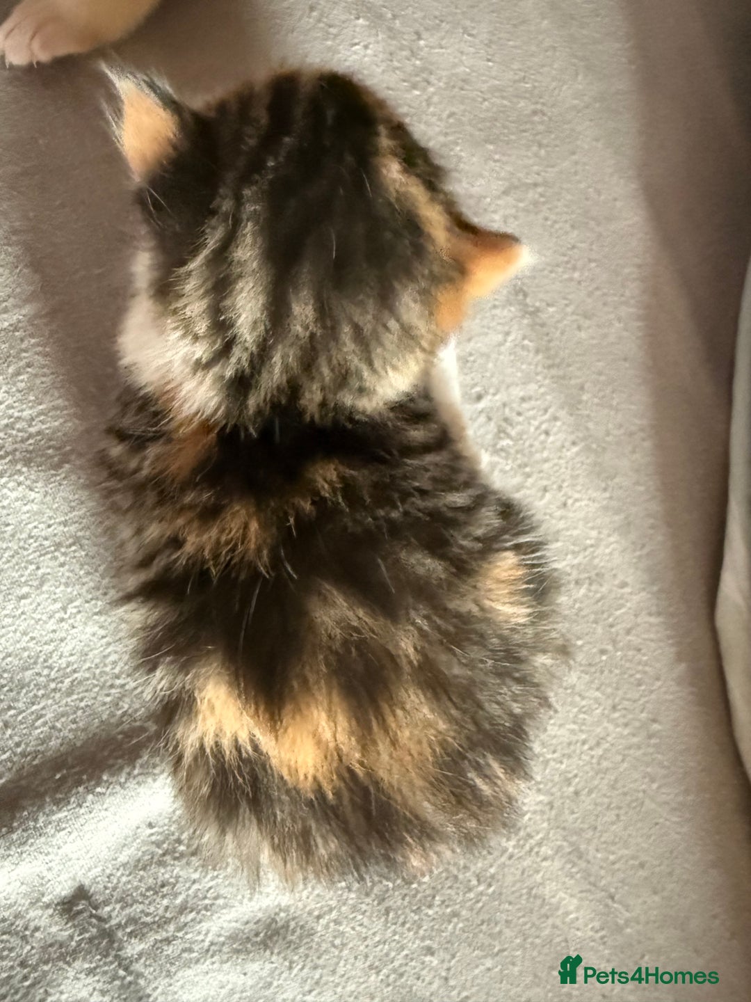 Mixed Breed cats for sale: Kittens  - Image 4