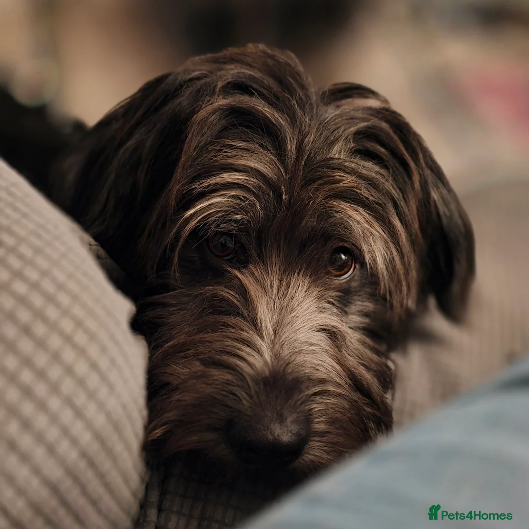 Mixed Breed dogs for sale: ☀️🌙Waiting list open🌙☀️ - Advert 35