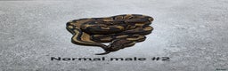 Python Snake reptiles for sale: Hatchling royal pythons  - Advert 19