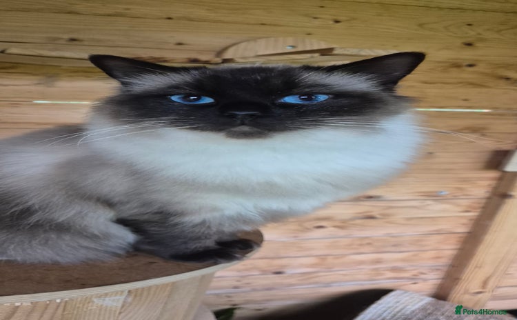 Ragdoll cats for sale - Advert 1