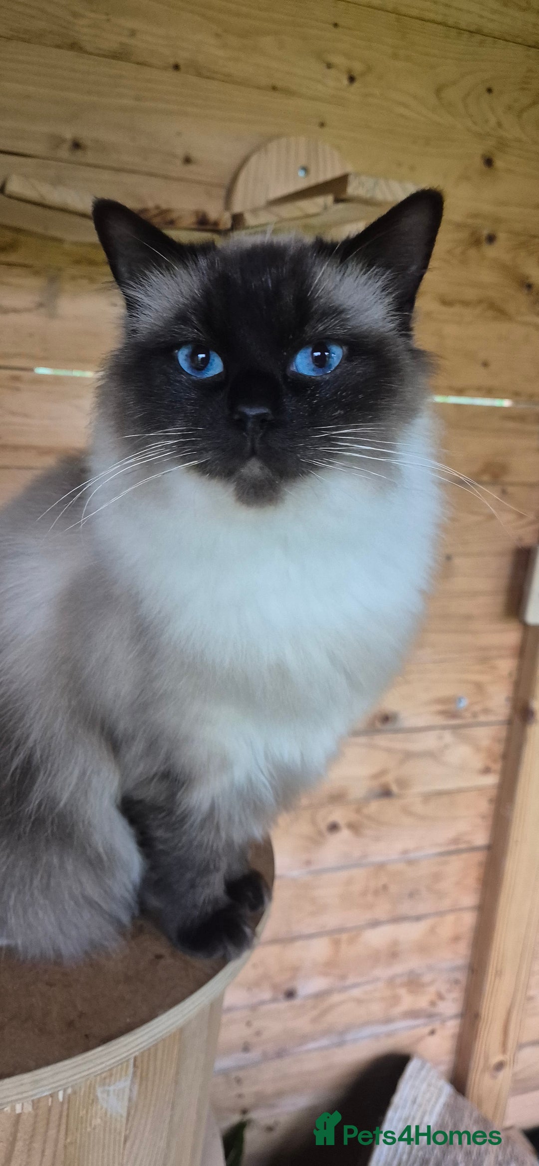 Ragdoll cats for sale: Ragdoll-female - Image 1