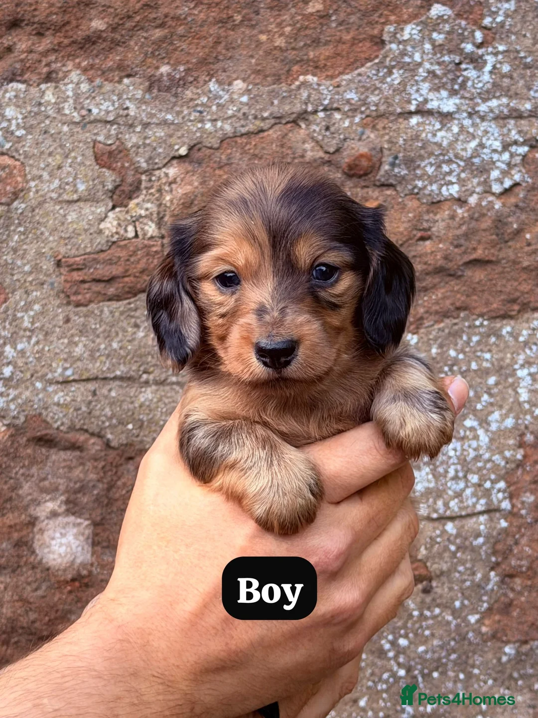 Miniature Dachshund dogs for sale: 🐾 Miniature Dachshund Short/long Pups For Sale 🐾 - Advert 1