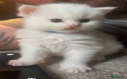 Maine Coon cats for sale: Maine coon kittens for sale  - Advert 4