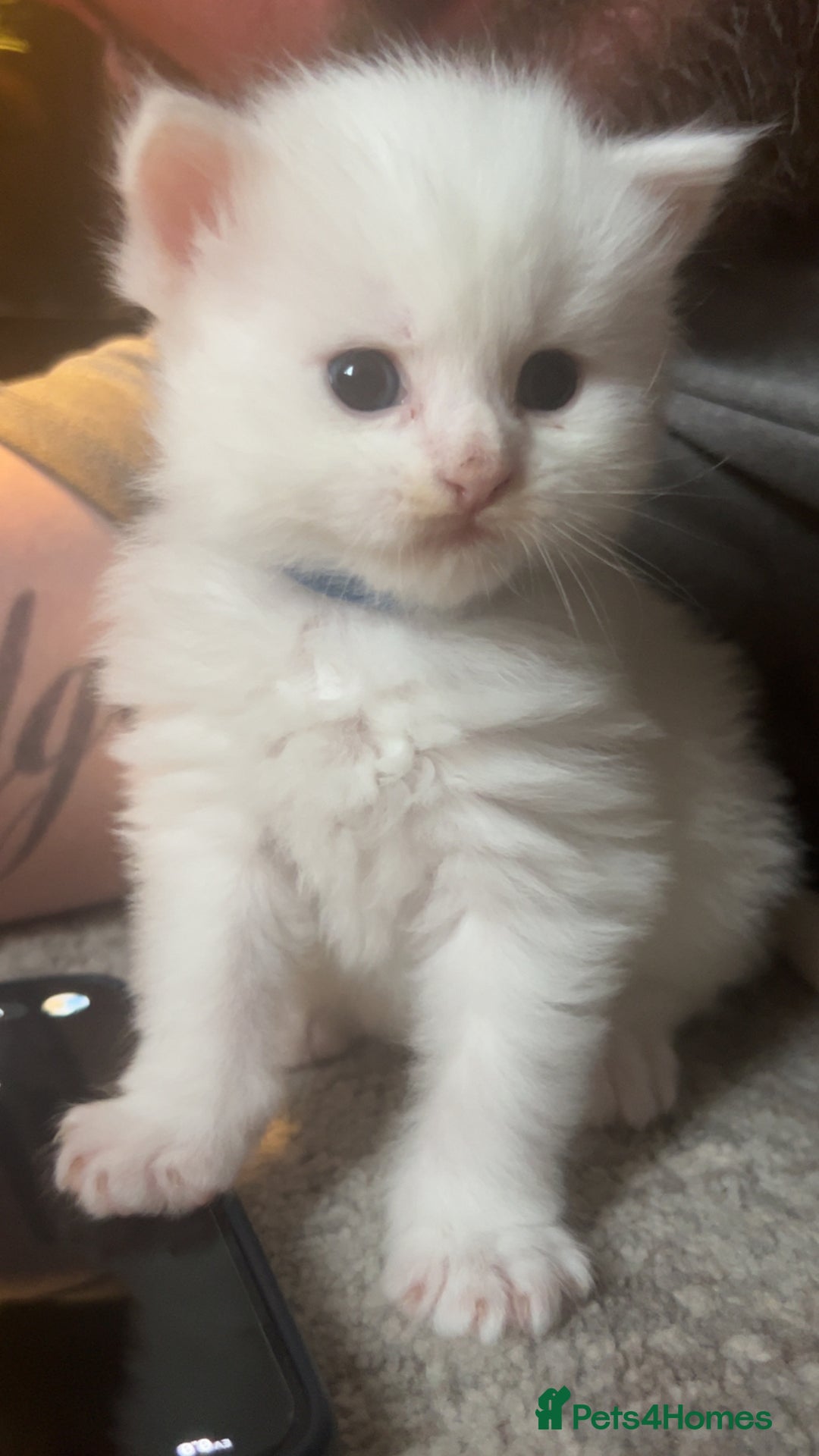 Maine Coon cats for sale: Maine coon kittens for sale  - Advert 4