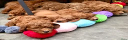 Labradoodle dogs for sale: keiras red fox miniature labradoodles  - Advert 1