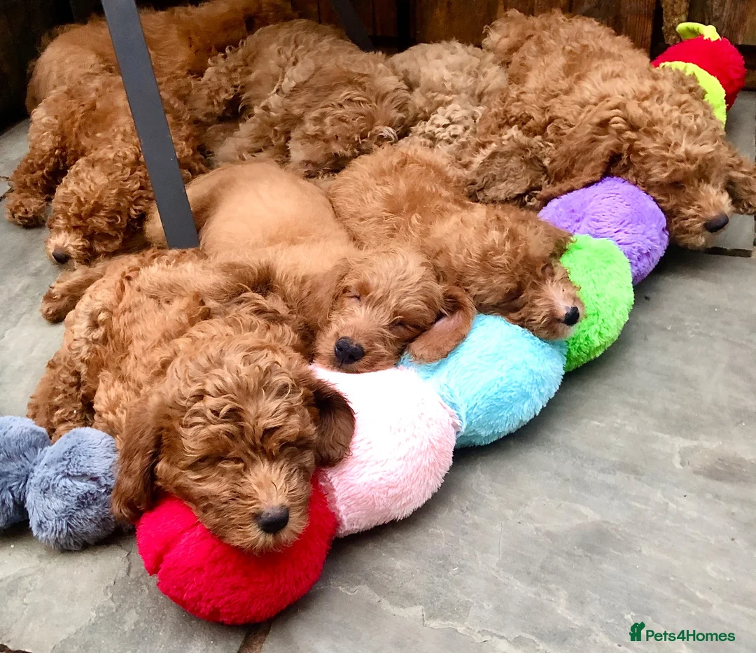 Labradoodle dogs for sale: keiras red fox miniature labradoodles  - Advert 1