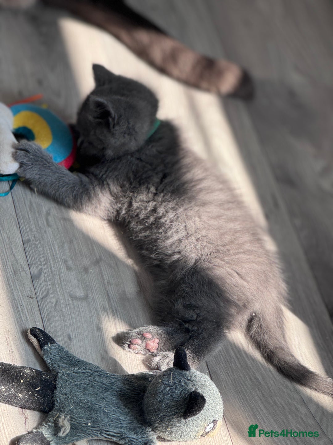 British Shorthair cats for sale: Chunky BSH Kittens - Image 2