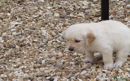 Golden Retriever dogs for sale: Stunning Golden Retriever Puppies - Image 7