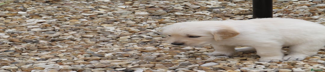 Golden Retriever Puppy 2