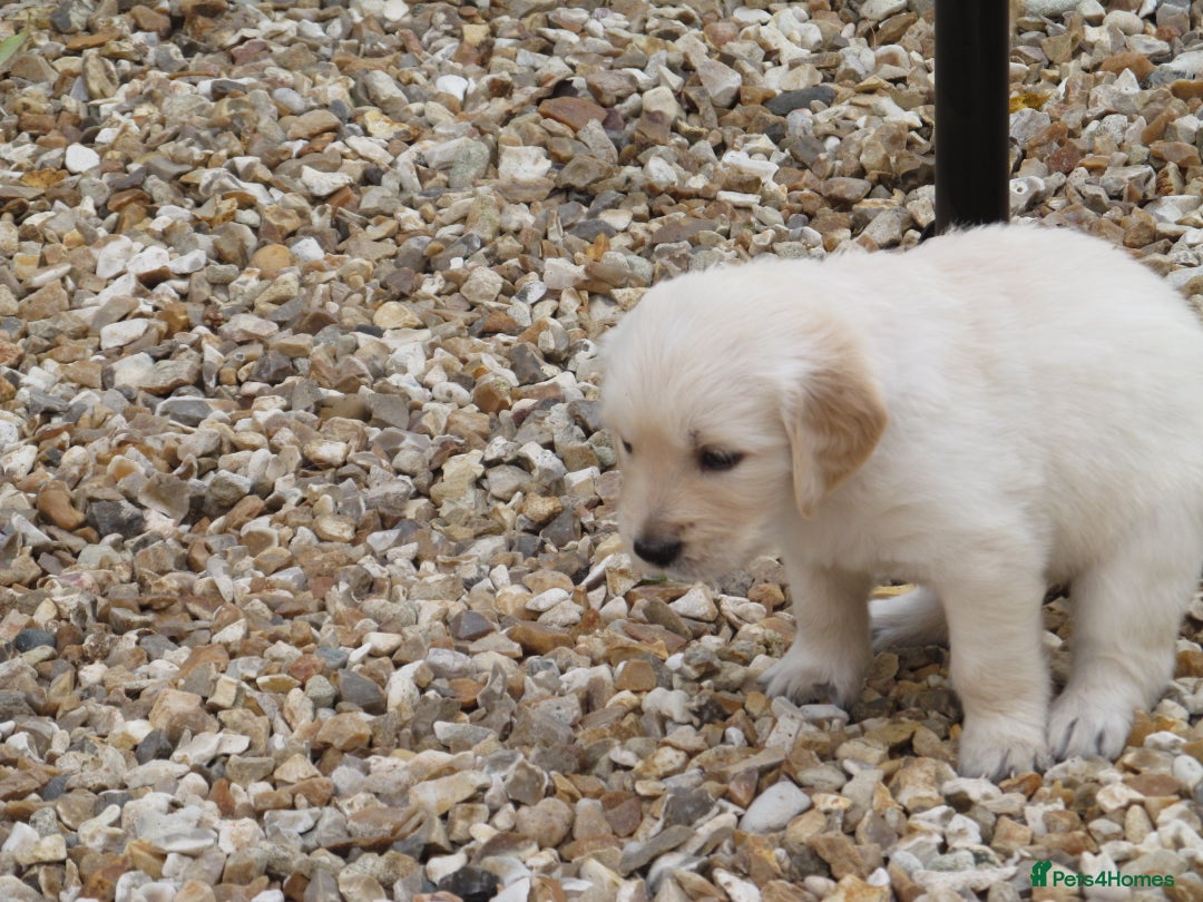 Golden Retriever dogs for sale: Stunning Golden Retriever Puppies - Image 7