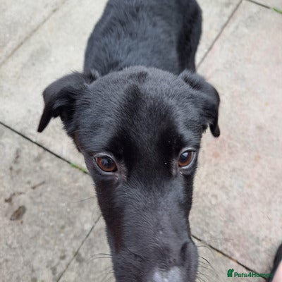 Labrador Retriever dogs brave labrador retriever boy - Advert 3