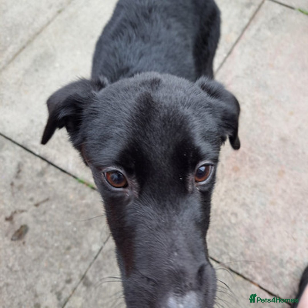 Labrador Retriever dogs for sale: brave labrador retriever boy - Advert 1