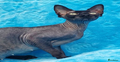 Sphynx cats in Maidstone - Advert 5