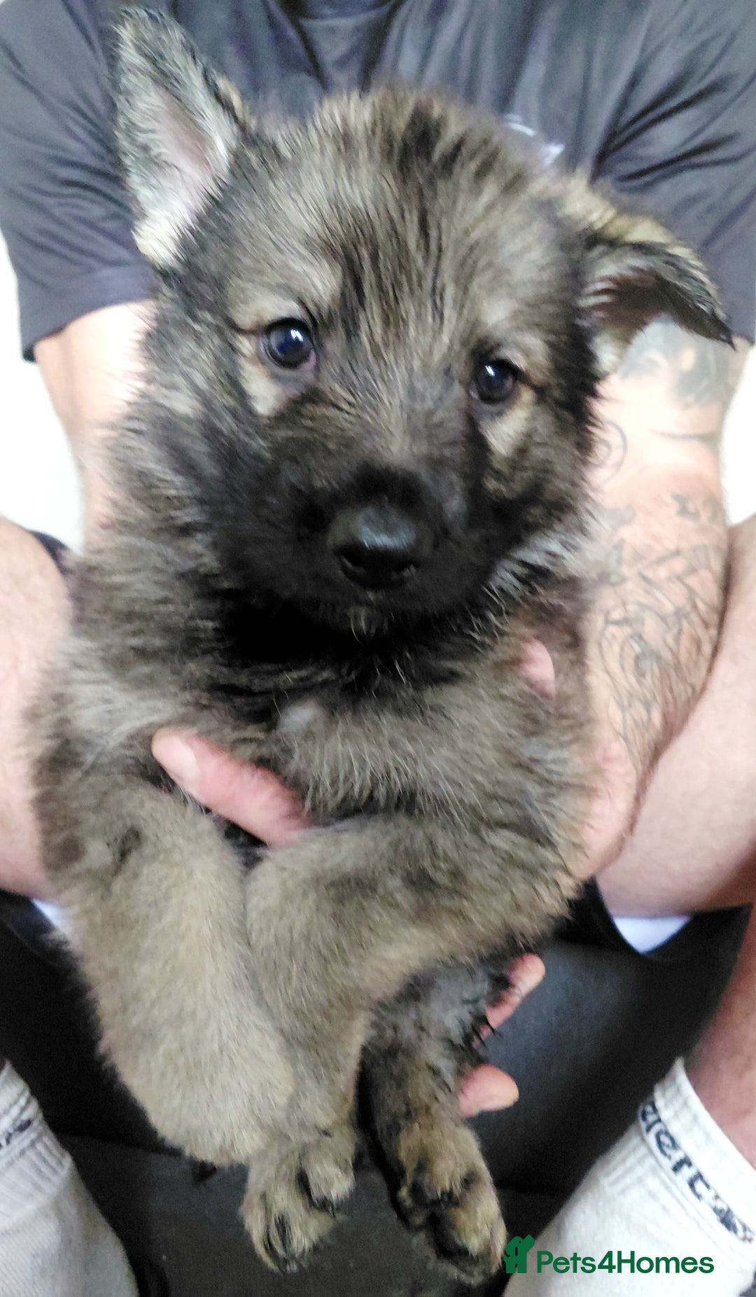 German Shepherd dogs for sale: German shepherd puppies - Advert 9