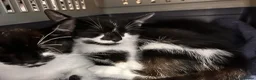 Mixed Breed cats for sale: Foster kittens looking for homes 🐱  in Maldon - Advert 2