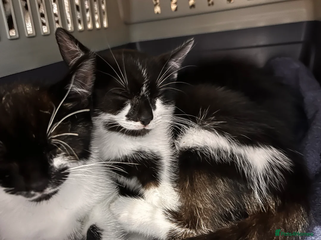 Mixed Breed cats for sale: Foster kittens looking for homes 🐱  in Maldon - Advert 2