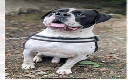 Mixed Breed dogs for sale: The is Frank - Advert 5