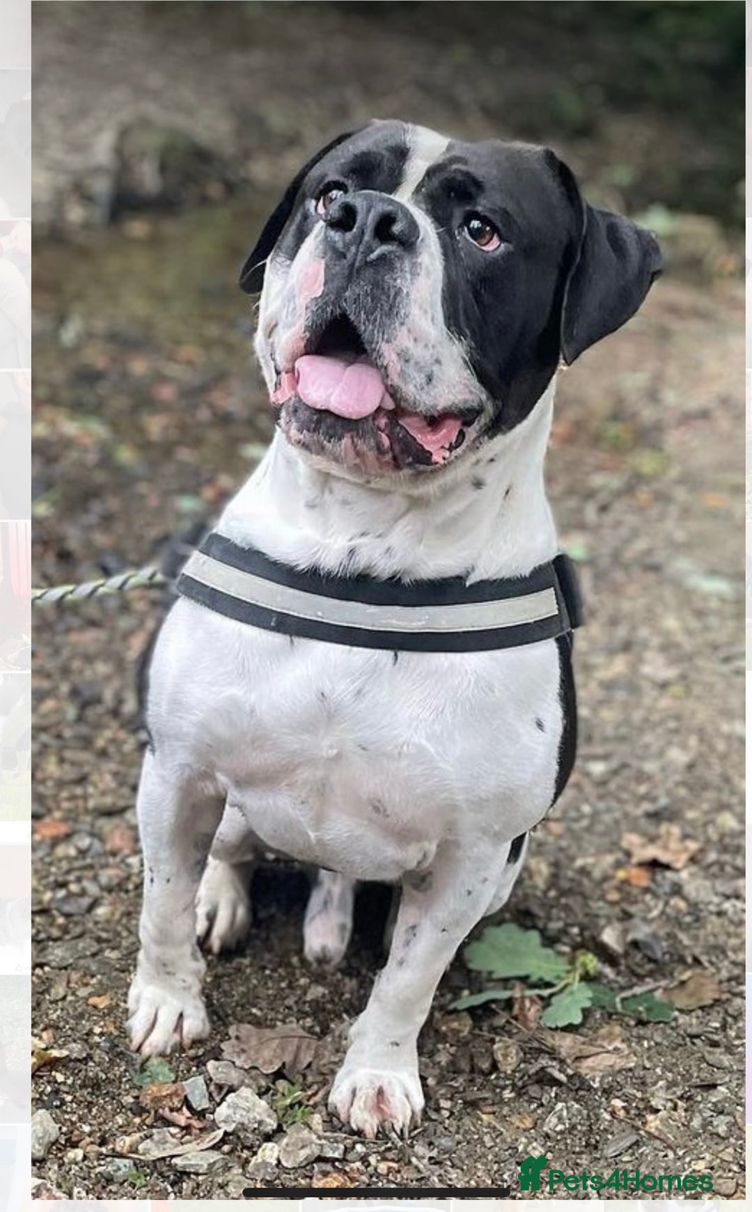 Mixed Breed dogs for sale: The is Frank - Advert 5