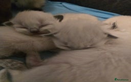 Ragdoll cats for sale: Ragdol KITTENS 😸 ♥️  - Image 11