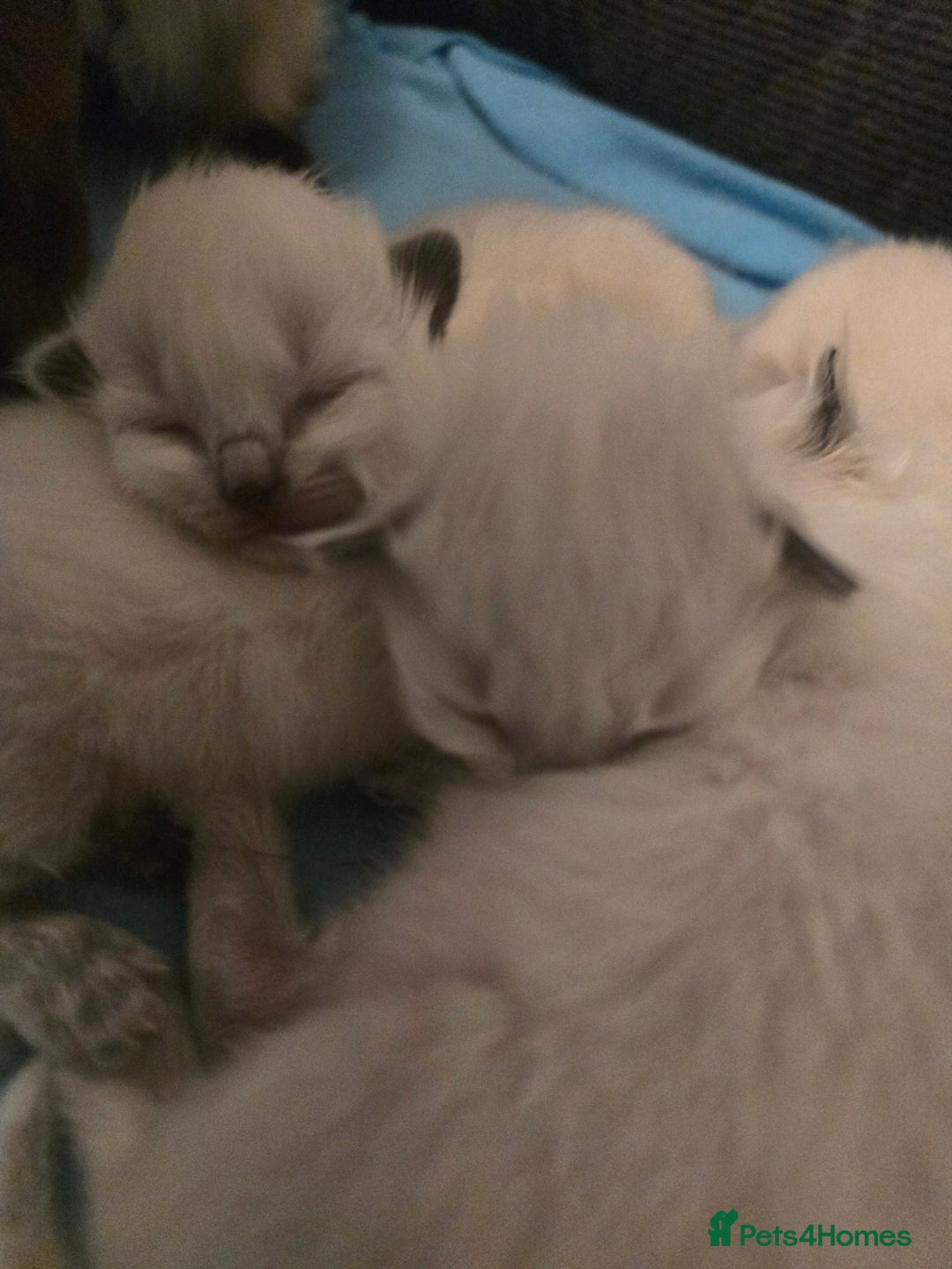 Ragdoll cats for sale: Ragdol KITTENS 😸 ♥️  - Image 11