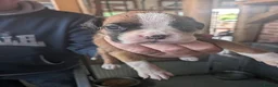 Boxer dogs for sale: Flashy litter of KC registered boxer puppies  - Advert 7
