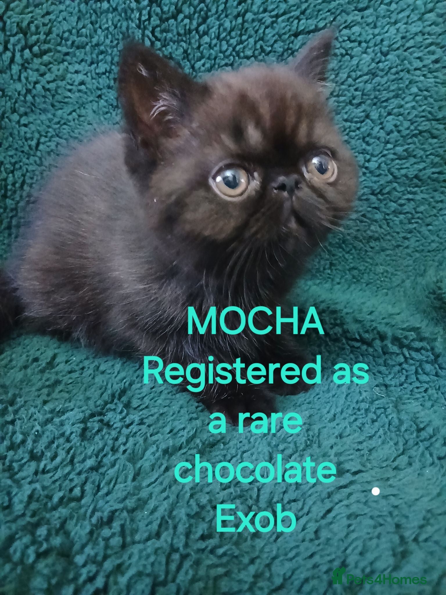 Exotic cats  Pedigree GCCF Registered Persian Exotic's  - Advert 17