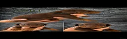 Dobermann dogs for sale: Doberman puppies - Advert 7
