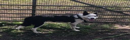 Border Collie dogs for stud: For stud only in Blackwood - Advert 2