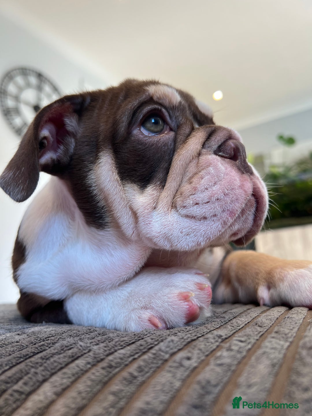 English Bulldog dogs for sale: One Beautiful Cuddly Girl Left 🏠💗 - Image 4