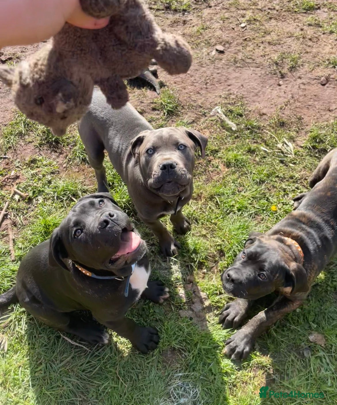 Cane Corso dogs 3 Beautiful cane corso Puppies for Sale - Advert 2