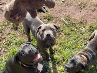 Cane Corso dogs 3 Beautiful cane corso Puppies for Sale - Advert 2